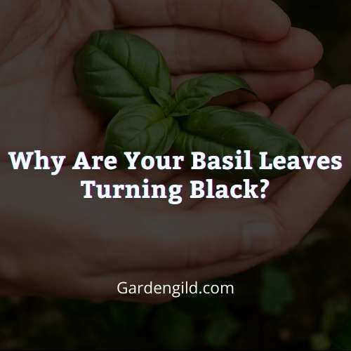 Why are your basil leaves turning black thumbnails
