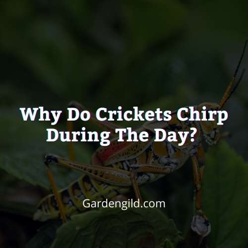 Why do crickets chirp during the day thumbnails