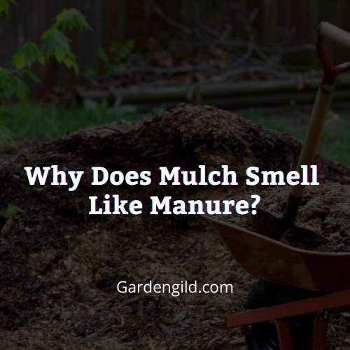 Why does mulch smell like manure thumbnails