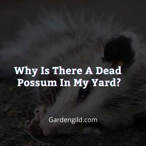 Why is there a dead possum in my yard thumbnails