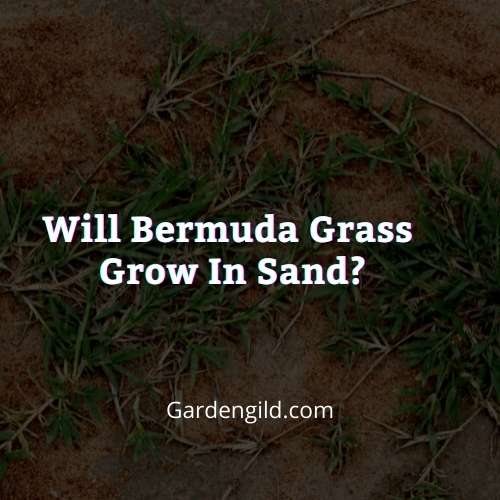 Will Bermuda grass grow in sand thumbnails