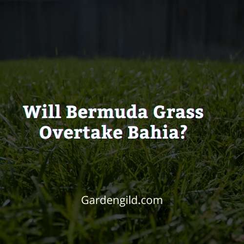Will Bermuda grass overtake Bahia thumbnails