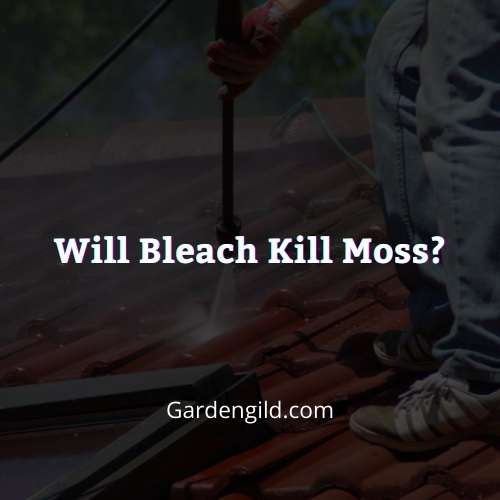 Will Bleach Kill Moss thumbnails