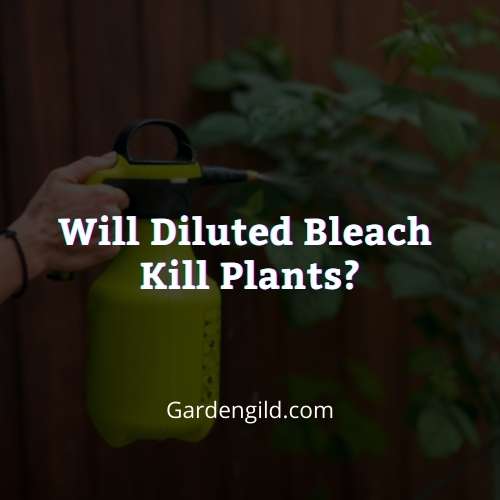 Will diluted bleach kill plants thumbnails