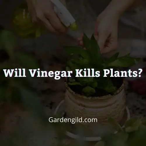 Will Vinegar Kills Plants thumbnails