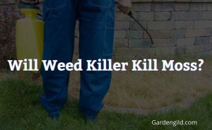 Will Weed Killer Kill Moss