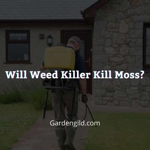 Will Weed Killer Kill Moss thumbnails