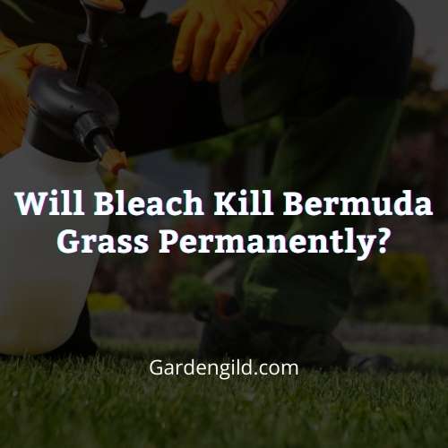 Will bleach kill Bermuda grass permanently thumbnails