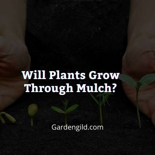 Will plants grow through mulch thumbnails