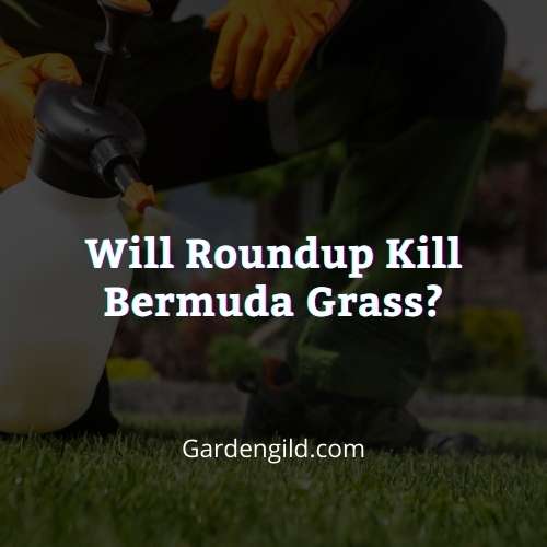 Will roundup kill Bermuda grass thumbnails