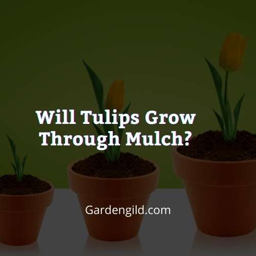 Will tulips grow through mulch thumbnails