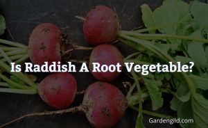 Is Raddish a root vegetable