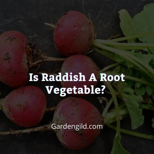 Is Raddish A Root Vegetable 