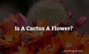 Is a cactus a flower