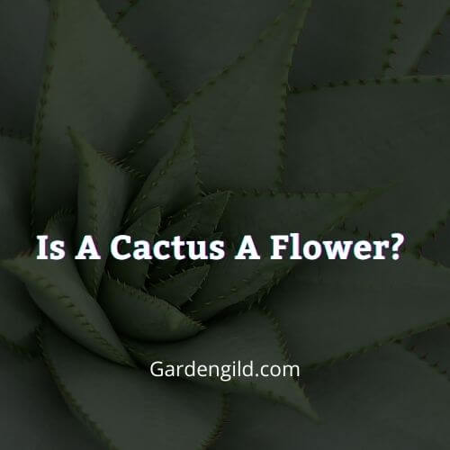 Is Cactus a Flower, a Plant, or a Tree