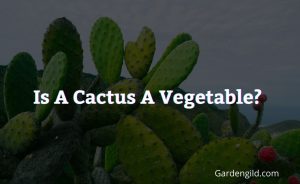 Is a cactus a vegetable