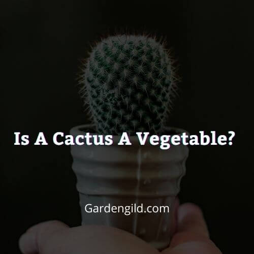 Is a cactus pear a vegetable