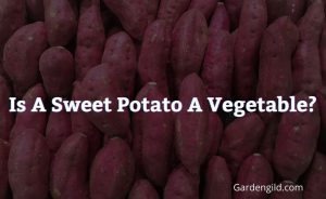 Is a sweet potato a vegetable