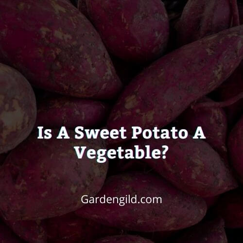 Is a sweet potato a vegetable or starch