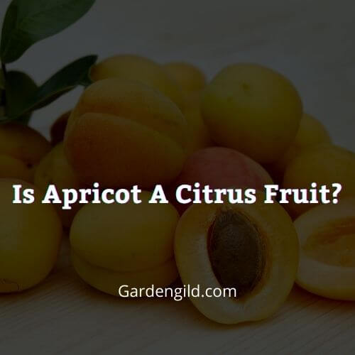What type of fruit is an apricot