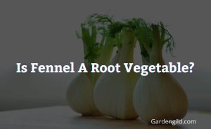 Is fennel a root vegetable