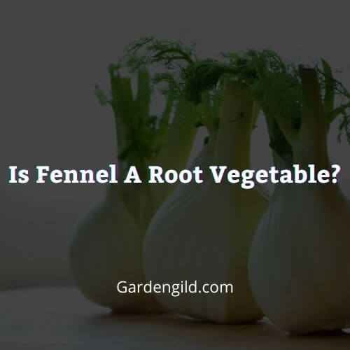 Is fennel a root vegetable