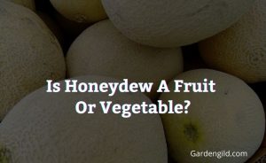 Is honeydew a fruit