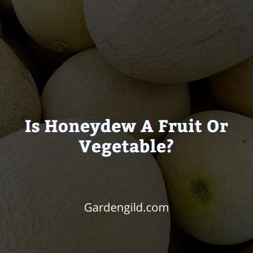 Is honeydew a fruit or vegetable