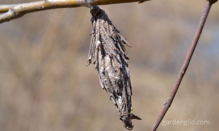 Are bagworm moths harmful?