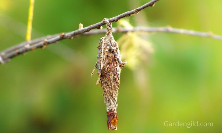 Can an evergreen recover from bagworms?