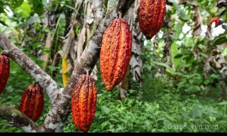 How much does it cost to cultivate chocolate?