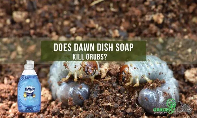 Does Dawn Dish Soap Kill Grubs