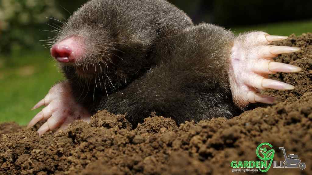 Are moles good for your yard