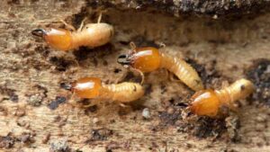 Can I use salt to get rid of termites