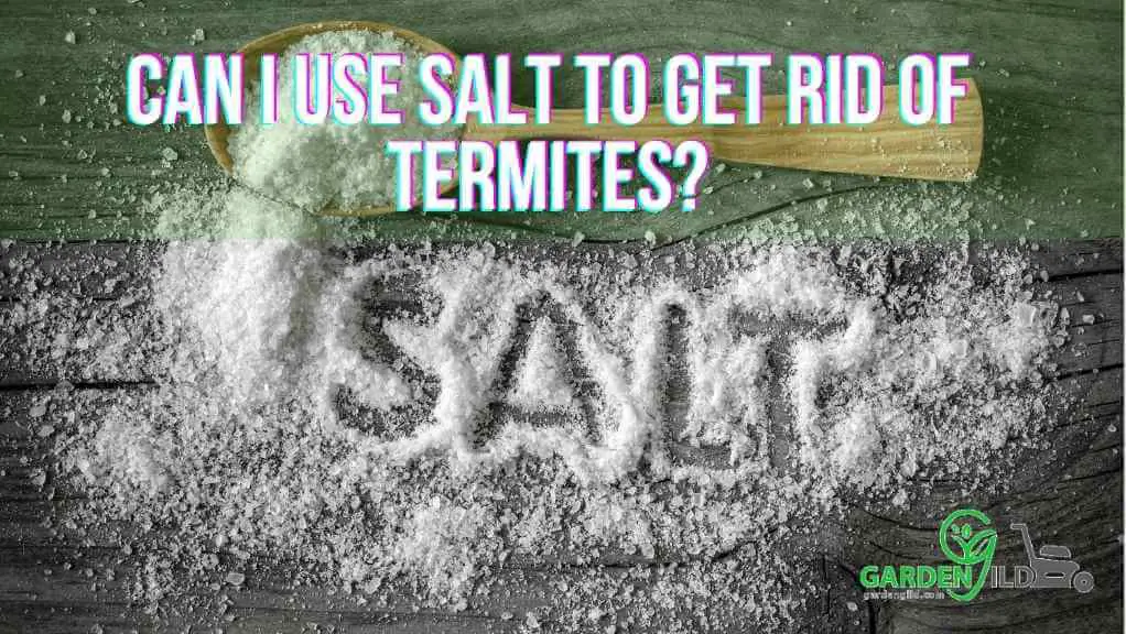 Can I use salt to get rid of termites