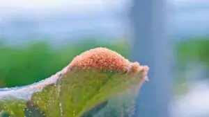 Can a plant recover from spider mites