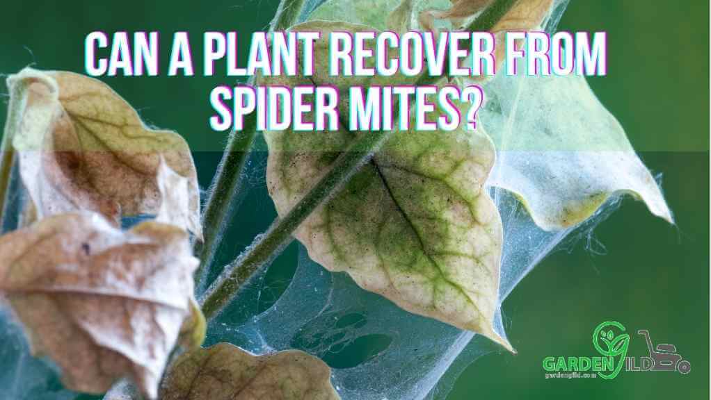 Can a plant recover from spider mites