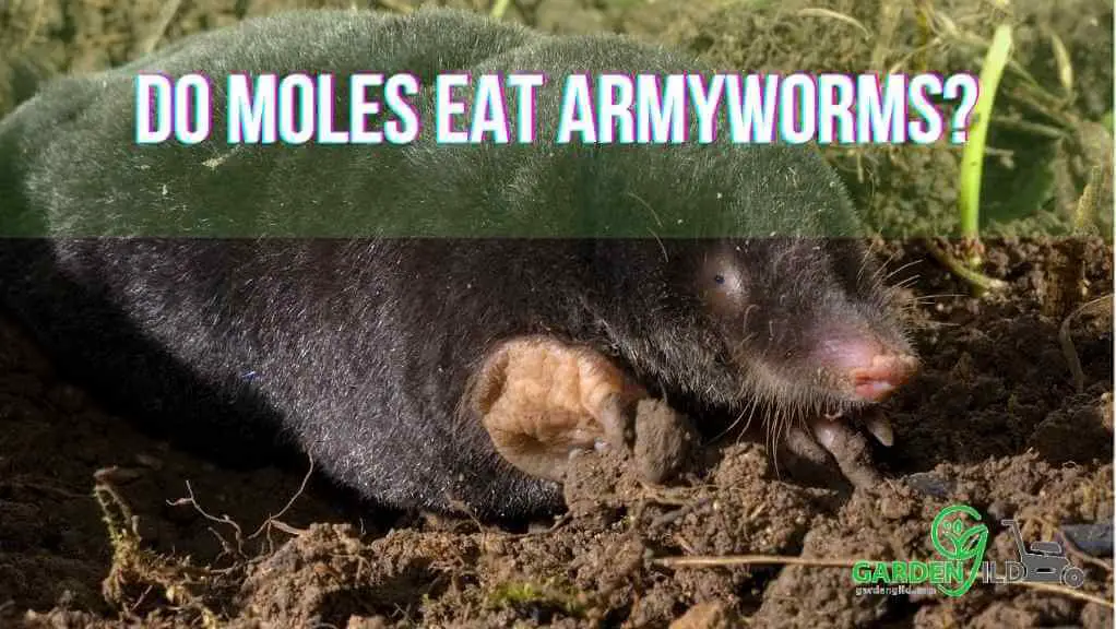 Do moles eat armyworms