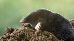 Do moles eat armyworms