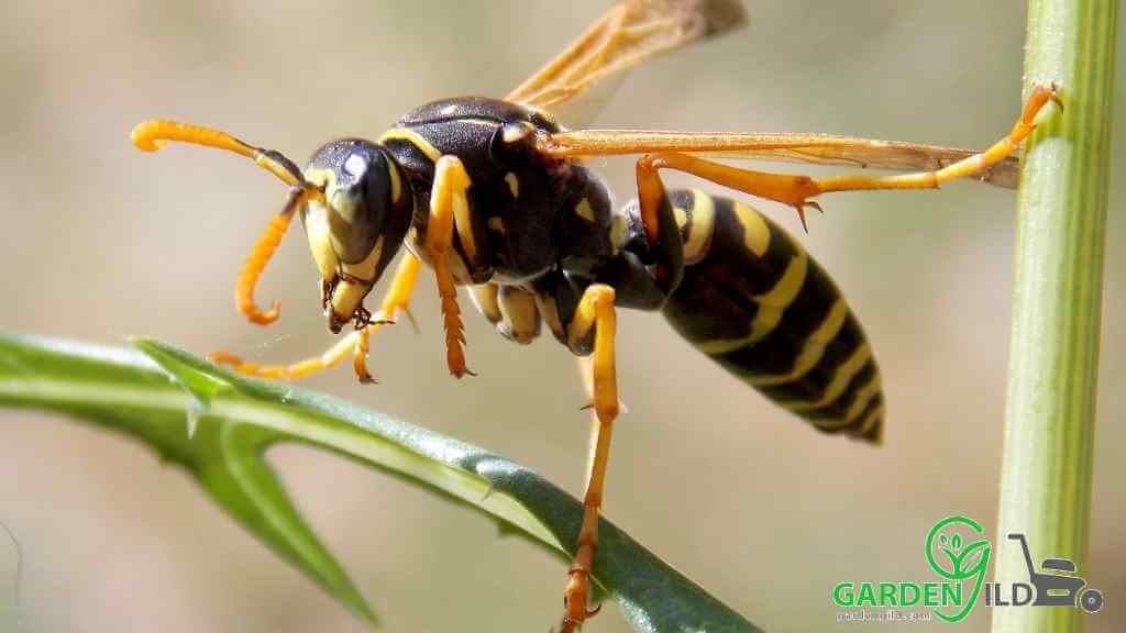 Does DynaTrap kill wasps