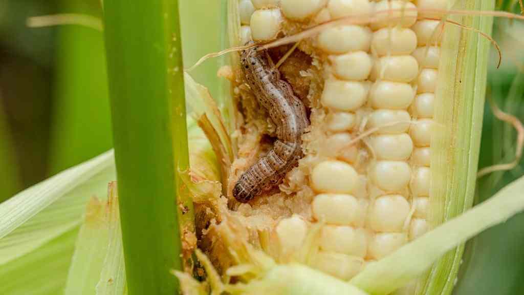 does-grubex-kill-armyworms-rules-to-control-armyworms