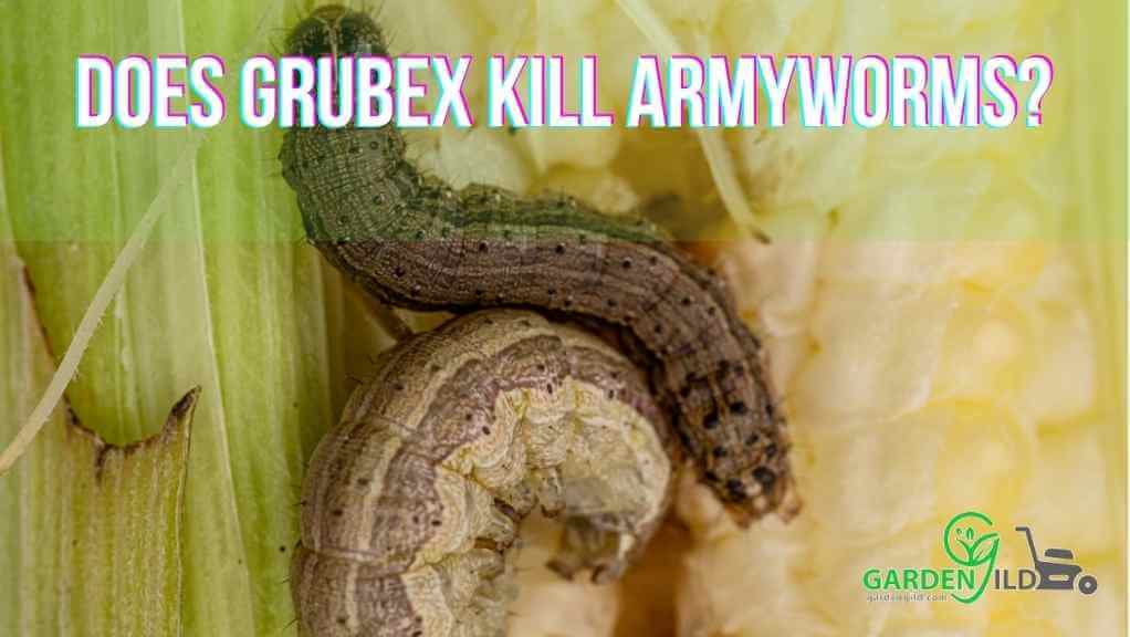 Does GrubEx kill armyworms
