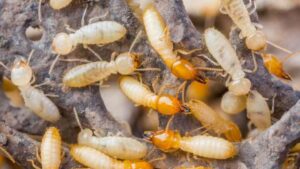 Does Home Defense Kill Termites