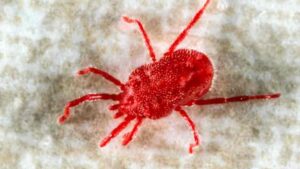 Does Malathion Kill Spider Mites