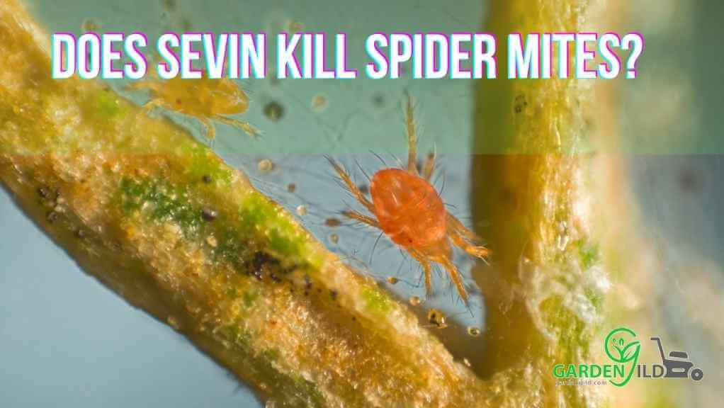 Does Sevin kill spider mites