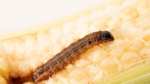 Does Spectracide Kill Armyworms