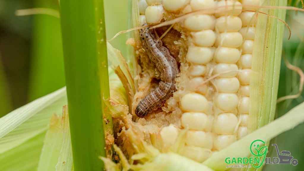 How long does it take Spectracide to kill armyworms