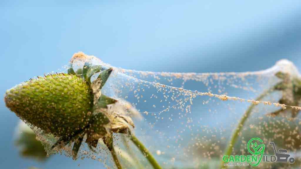 How long will spider mites last