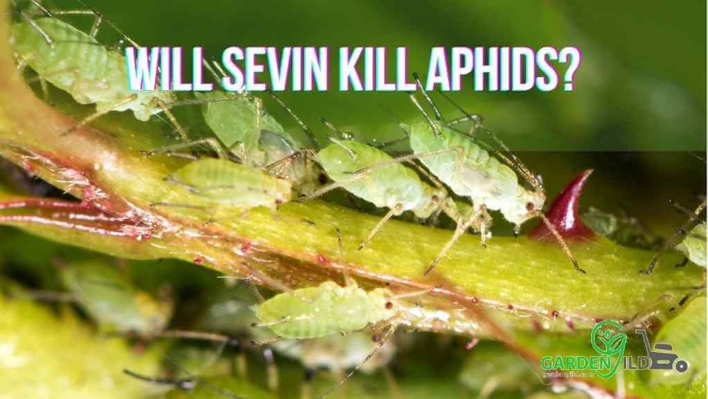 Will Sevin Kill Aphids