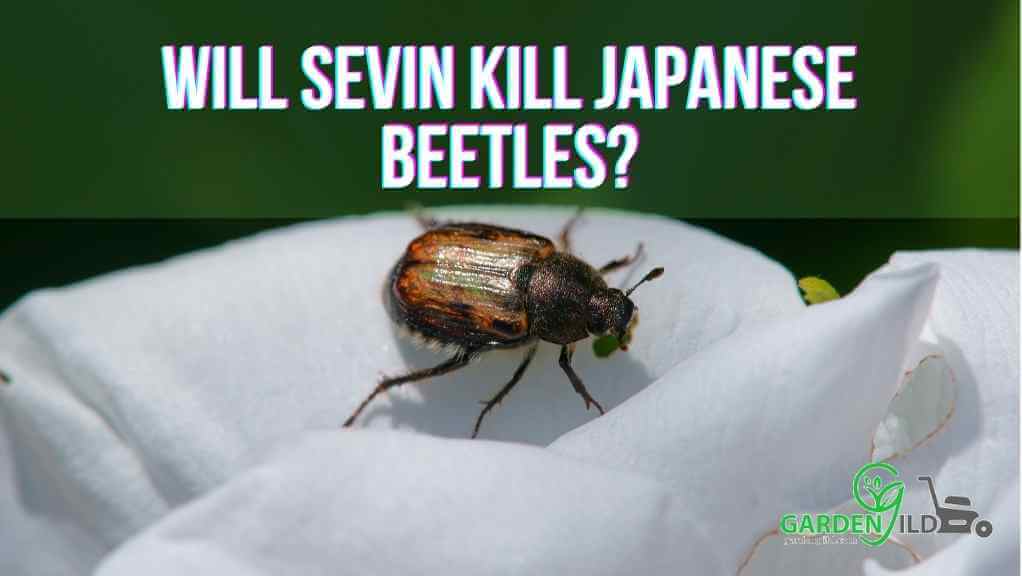 Will Sevin Kill Japanese Beetles
